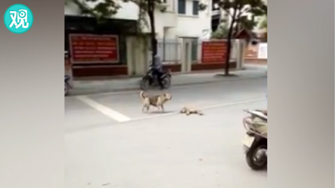 心碎…狗妈妈试图向人们求助,帮它救救被车碾过的小狗